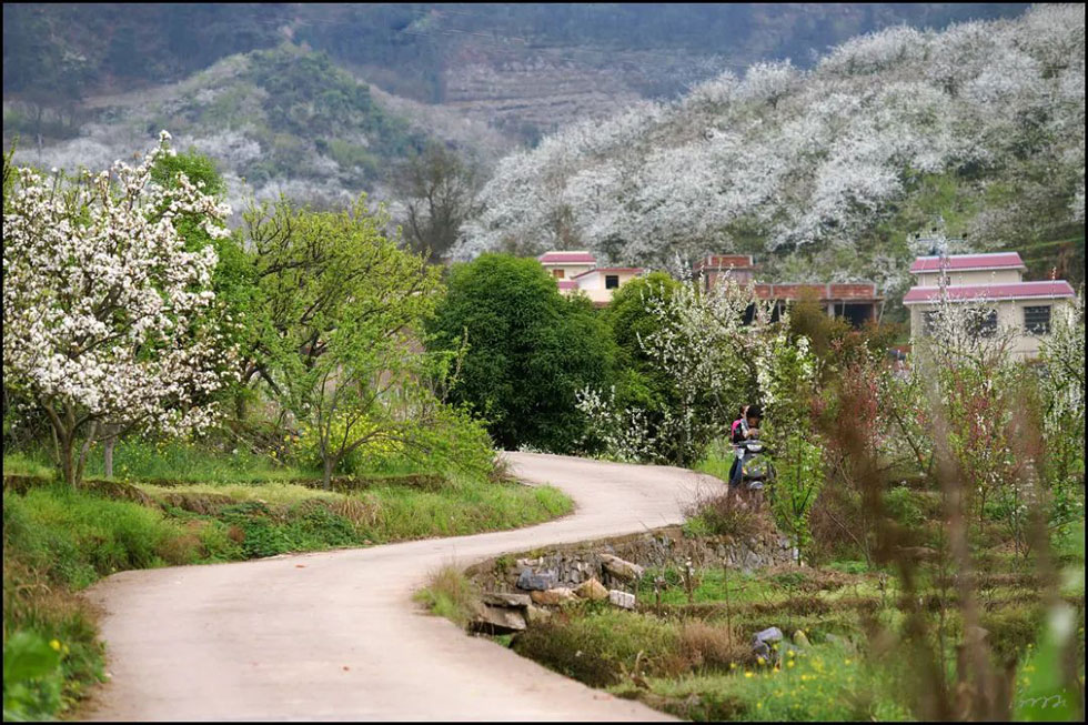 【春天,广西桂林灌阳县向您发出邀请!】我们在灌阳看梨花 - 游山玩水 - 石河子生活社区 - 石河子28生活网 shz.28life.com