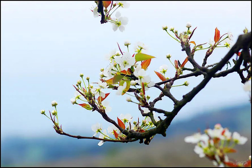 【春天,广西桂林灌阳县向您发出邀请!】我们在灌阳看梨花 - 游山玩水 - 石河子生活社区 - 石河子28生活网 shz.28life.com