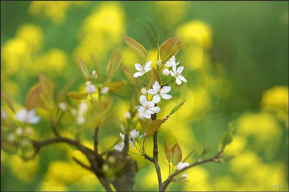 【春天,广西桂林灌阳县向您发出邀请!】我们在灌阳看梨花 - 游山玩水 - 石河子生活社区 - 石河子28生活网 shz.28life.com