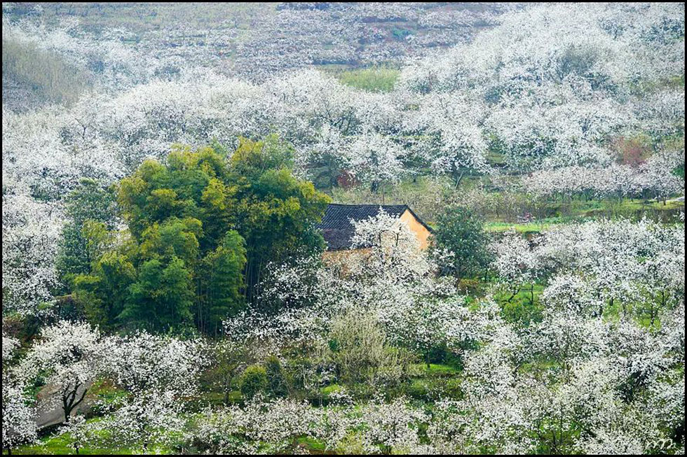 【春天,广西桂林灌阳县向您发出邀请!】我们在灌阳看梨花 - 游山玩水 - 石河子生活社区 - 石河子28生活网 shz.28life.com