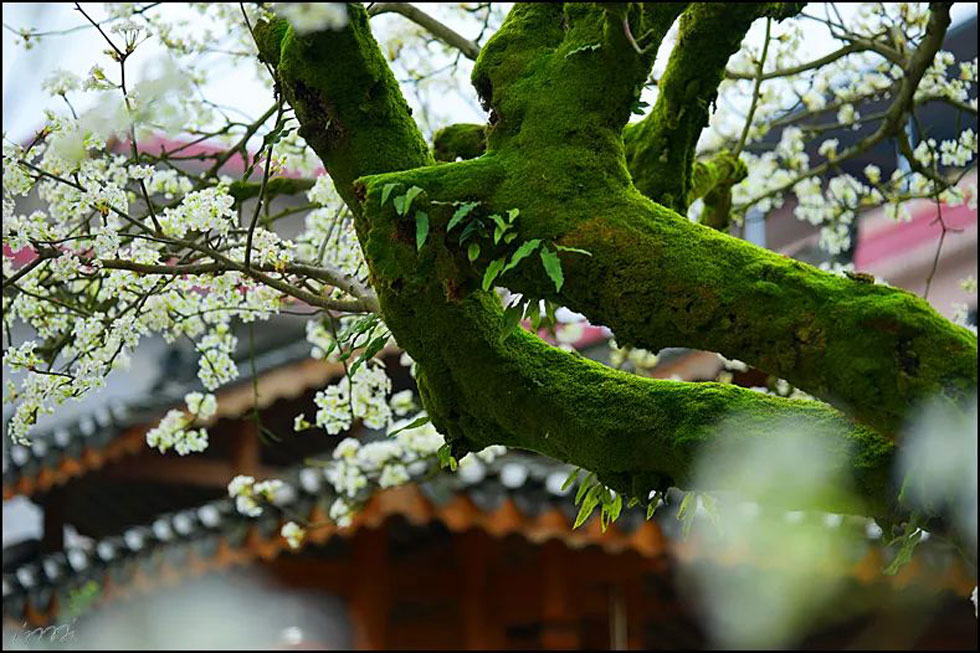 【春天,广西桂林灌阳县向您发出邀请!】我们在灌阳看梨花 - 游山玩水 - 石河子生活社区 - 石河子28生活网 shz.28life.com