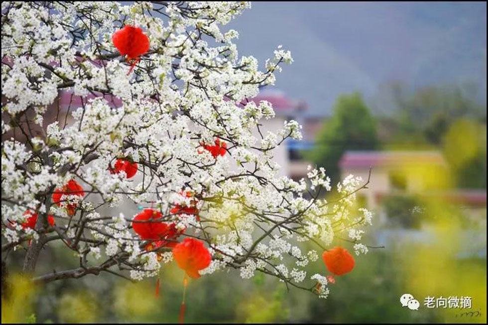 【春天,广西桂林灌阳县向您发出邀请!】我们在灌阳看梨花 - 游山玩水 - 石河子生活社区 - 石河子28生活网 shz.28life.com