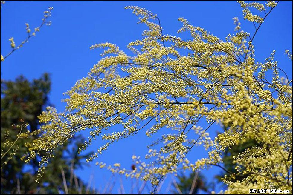 【春天，广西桂林灌阳县向您发出邀请！】米珠山前有片山苍子花在飘香 - 游山玩水 - 石河子生活社区 - 石河子28生活网 shz.28life.com