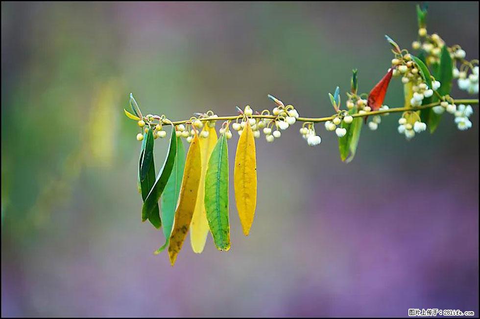 【春天，广西桂林灌阳县向您发出邀请！】米珠山前有片山苍子花在飘香 - 游山玩水 - 石河子生活社区 - 石河子28生活网 shz.28life.com