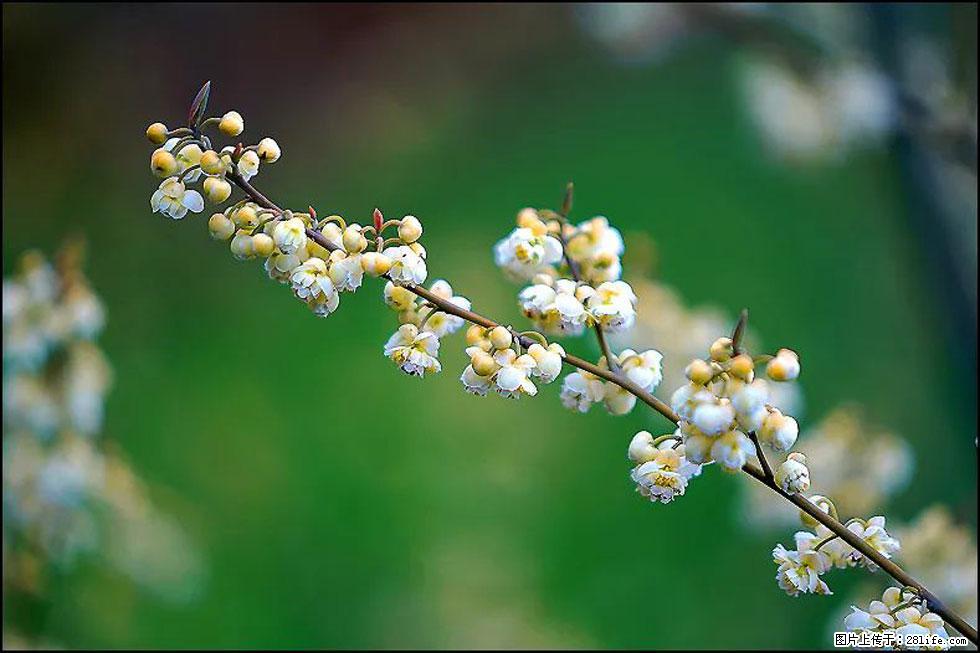 【春天，广西桂林灌阳县向您发出邀请！】米珠山前有片山苍子花在飘香 - 游山玩水 - 石河子生活社区 - 石河子28生活网 shz.28life.com