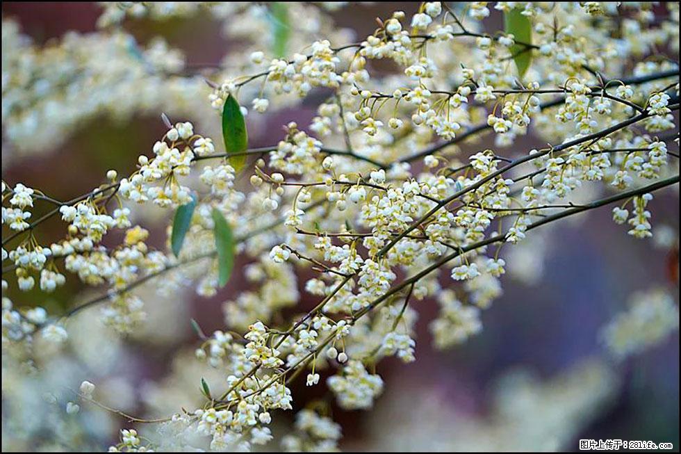 【春天，广西桂林灌阳县向您发出邀请！】米珠山前有片山苍子花在飘香 - 游山玩水 - 石河子生活社区 - 石河子28生活网 shz.28life.com