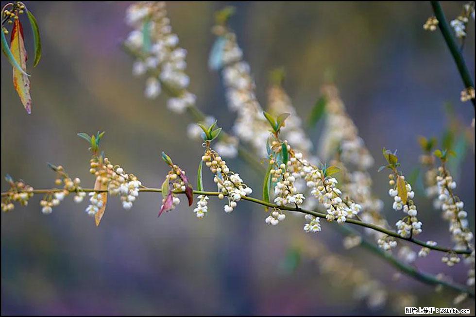 【春天，广西桂林灌阳县向您发出邀请！】米珠山前有片山苍子花在飘香 - 游山玩水 - 石河子生活社区 - 石河子28生活网 shz.28life.com