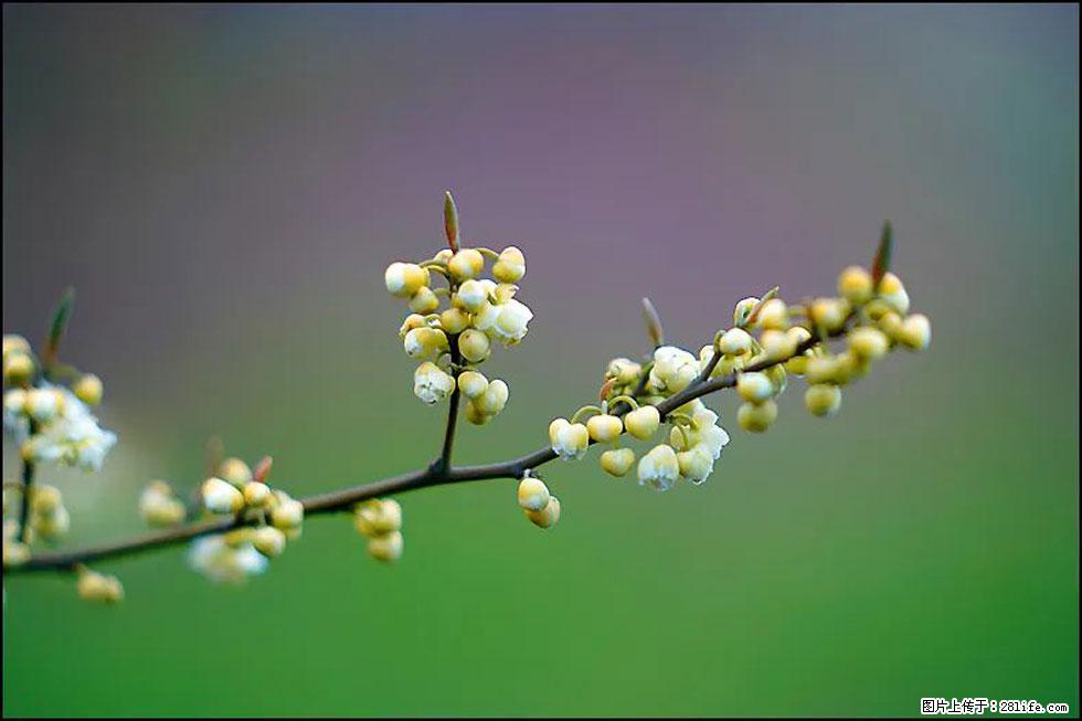 【春天，广西桂林灌阳县向您发出邀请！】米珠山前有片山苍子花在飘香 - 游山玩水 - 石河子生活社区 - 石河子28生活网 shz.28life.com