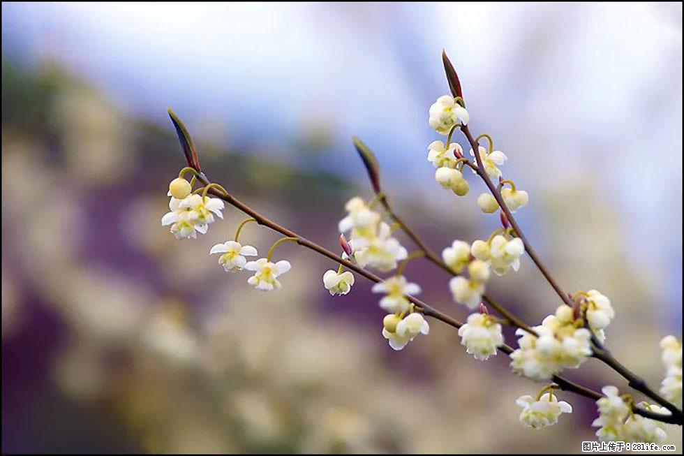 【春天，广西桂林灌阳县向您发出邀请！】米珠山前有片山苍子花在飘香 - 游山玩水 - 石河子生活社区 - 石河子28生活网 shz.28life.com