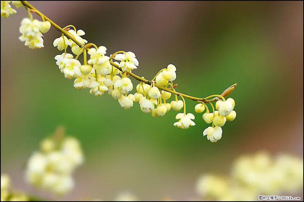 【春天，广西桂林灌阳县向您发出邀请！】米珠山前有片山苍子花在飘香 - 游山玩水 - 石河子生活社区 - 石河子28生活网 shz.28life.com