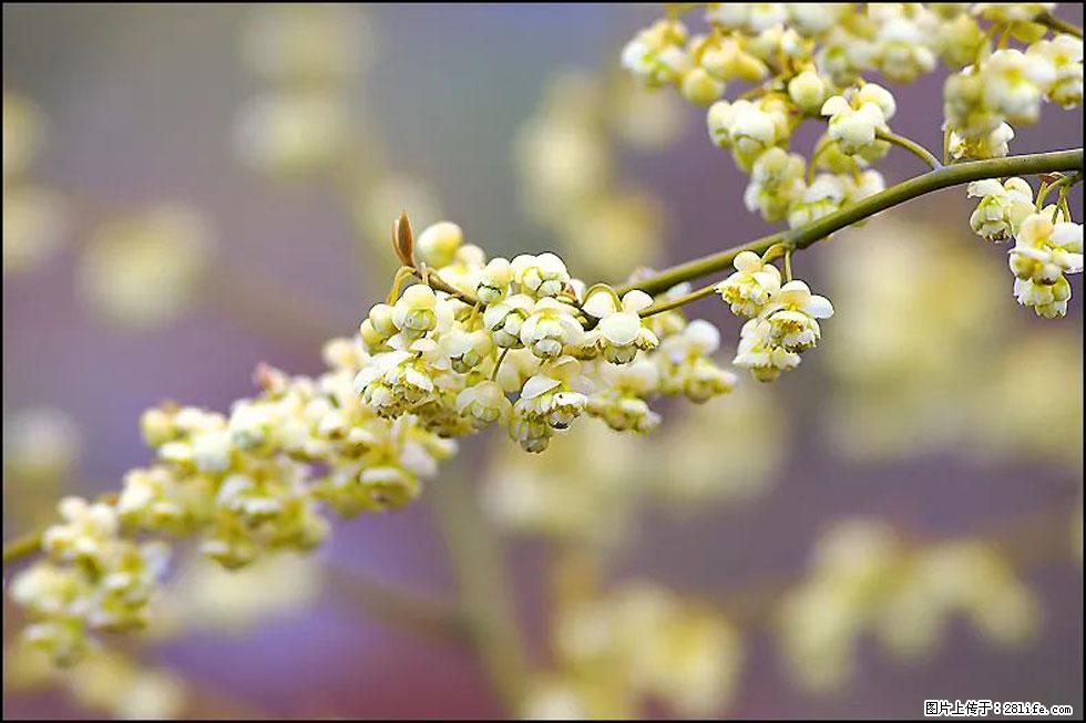 【春天，广西桂林灌阳县向您发出邀请！】米珠山前有片山苍子花在飘香 - 游山玩水 - 石河子生活社区 - 石河子28生活网 shz.28life.com