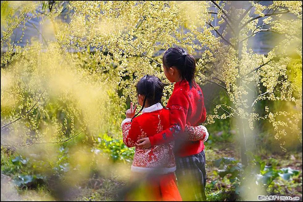 【春天，广西桂林灌阳县向您发出邀请！】米珠山前有片山苍子花在飘香 - 游山玩水 - 石河子生活社区 - 石河子28生活网 shz.28life.com