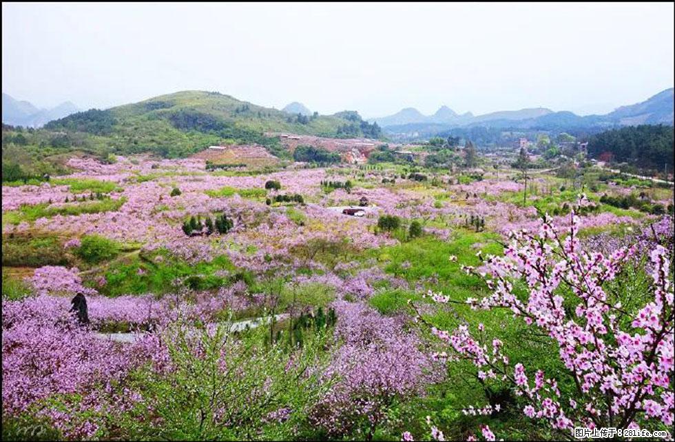 【春天，广西桂林灌阳县向您发出邀请！】官庄村有个醉美的桃花园 - 游山玩水 - 石河子生活社区 - 石河子28生活网 shz.28life.com