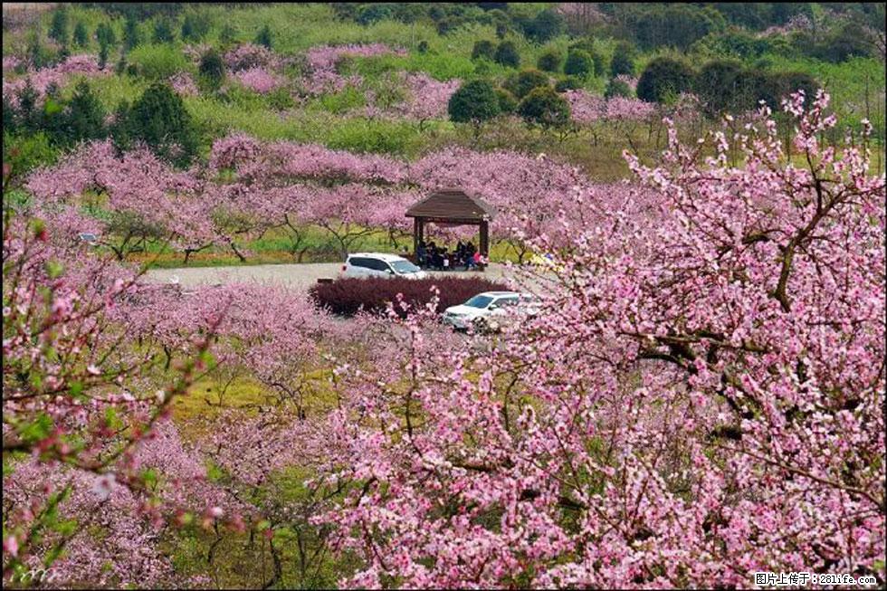 【春天，广西桂林灌阳县向您发出邀请！】官庄村有个醉美的桃花园 - 游山玩水 - 石河子生活社区 - 石河子28生活网 shz.28life.com