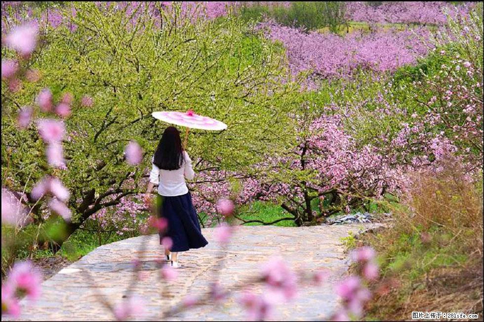 【春天，广西桂林灌阳县向您发出邀请！】官庄村有个醉美的桃花园 - 游山玩水 - 石河子生活社区 - 石河子28生活网 shz.28life.com