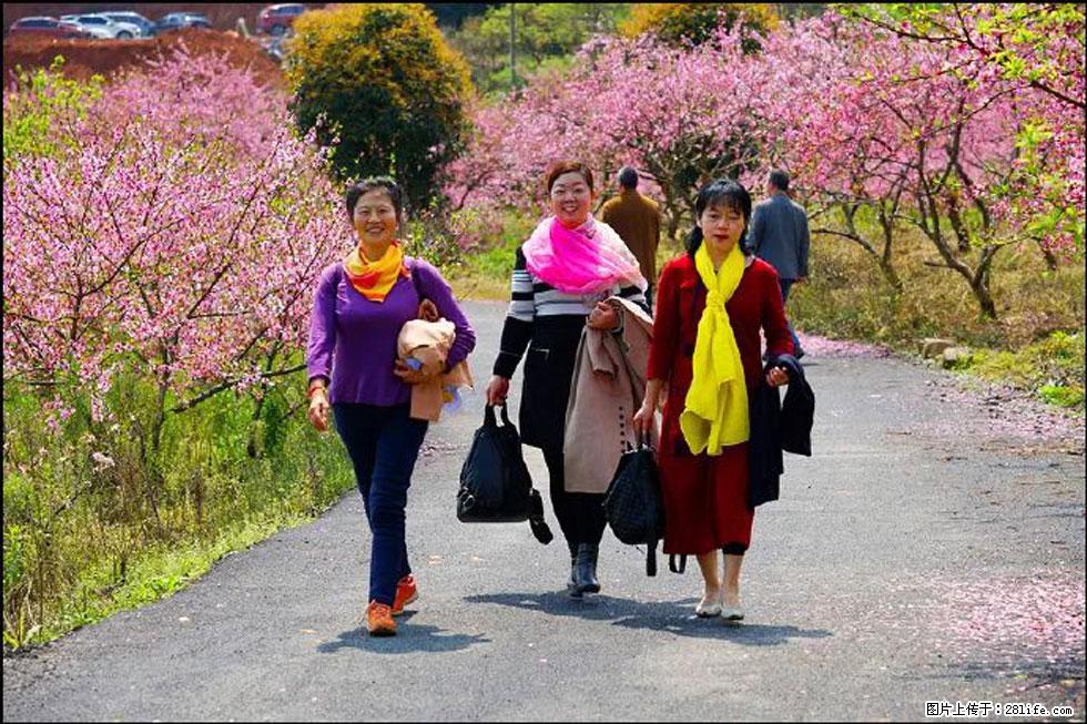 【春天，广西桂林灌阳县向您发出邀请！】官庄村有个醉美的桃花园 - 游山玩水 - 石河子生活社区 - 石河子28生活网 shz.28life.com