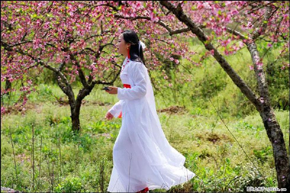 【春天，广西桂林灌阳县向您发出邀请！】官庄村有个醉美的桃花园 - 游山玩水 - 石河子生活社区 - 石河子28生活网 shz.28life.com