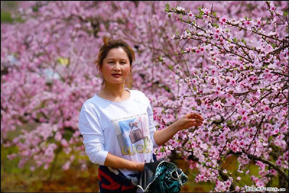 【春天，广西桂林灌阳县向您发出邀请！】官庄村有个醉美的桃花园 - 游山玩水 - 石河子生活社区 - 石河子28生活网 shz.28life.com