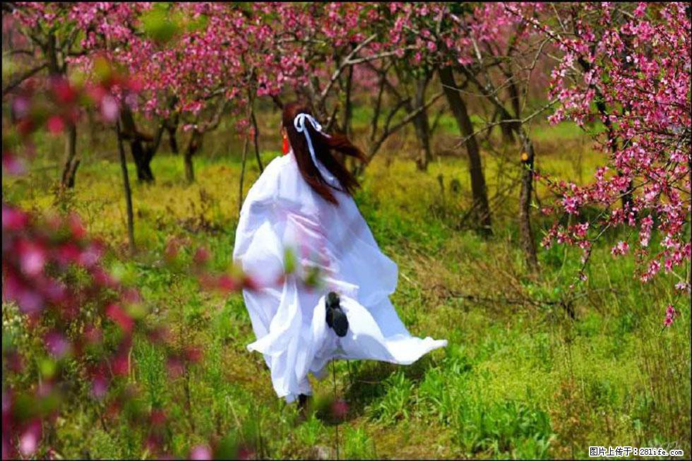 【春天，广西桂林灌阳县向您发出邀请！】官庄村有个醉美的桃花园 - 游山玩水 - 石河子生活社区 - 石河子28生活网 shz.28life.com