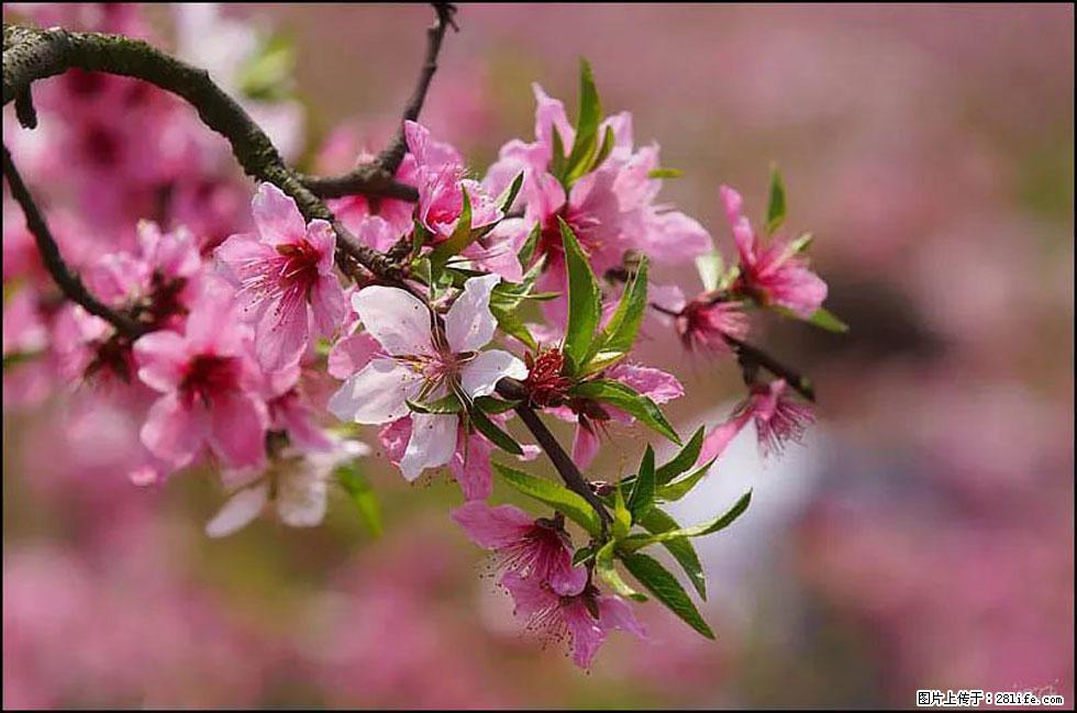 【春天，广西桂林灌阳县向您发出邀请！】官庄村有个醉美的桃花园 - 游山玩水 - 石河子生活社区 - 石河子28生活网 shz.28life.com