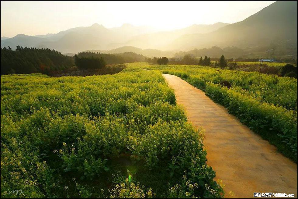 【春天,广西桂林灌阳县向您发出邀请!】长坪村油菜盛情花开 - 游山玩水 - 石河子生活社区 - 石河子28生活网 shz.28life.com