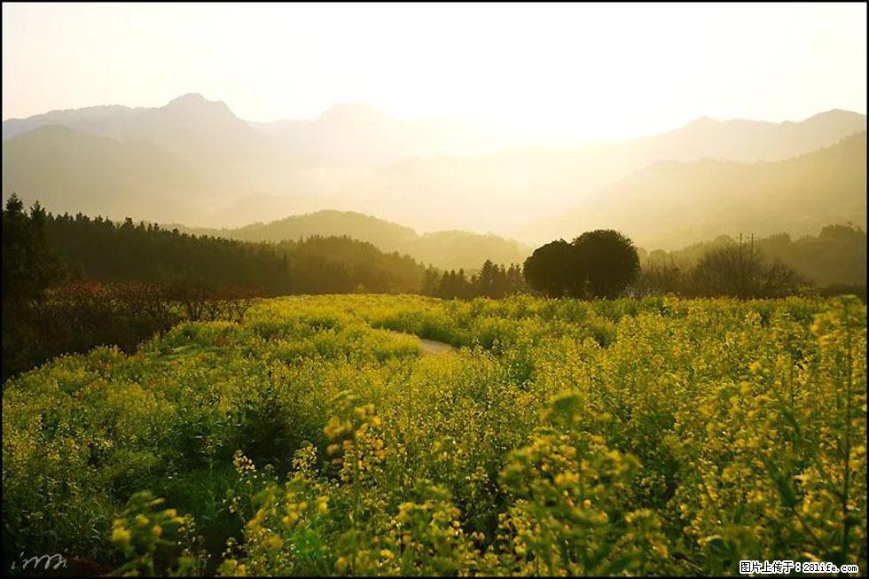 【春天,广西桂林灌阳县向您发出邀请!】长坪村油菜盛情花开 - 游山玩水 - 石河子生活社区 - 石河子28生活网 shz.28life.com
