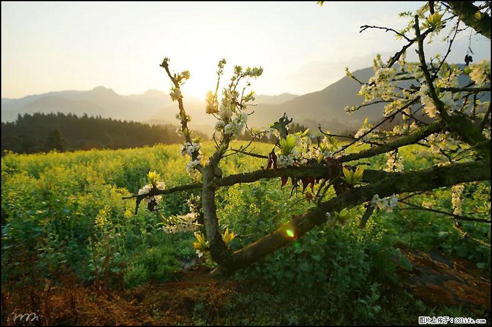 【春天,广西桂林灌阳县向您发出邀请!】长坪村油菜盛情花开 - 游山玩水 - 石河子生活社区 - 石河子28生活网 shz.28life.com