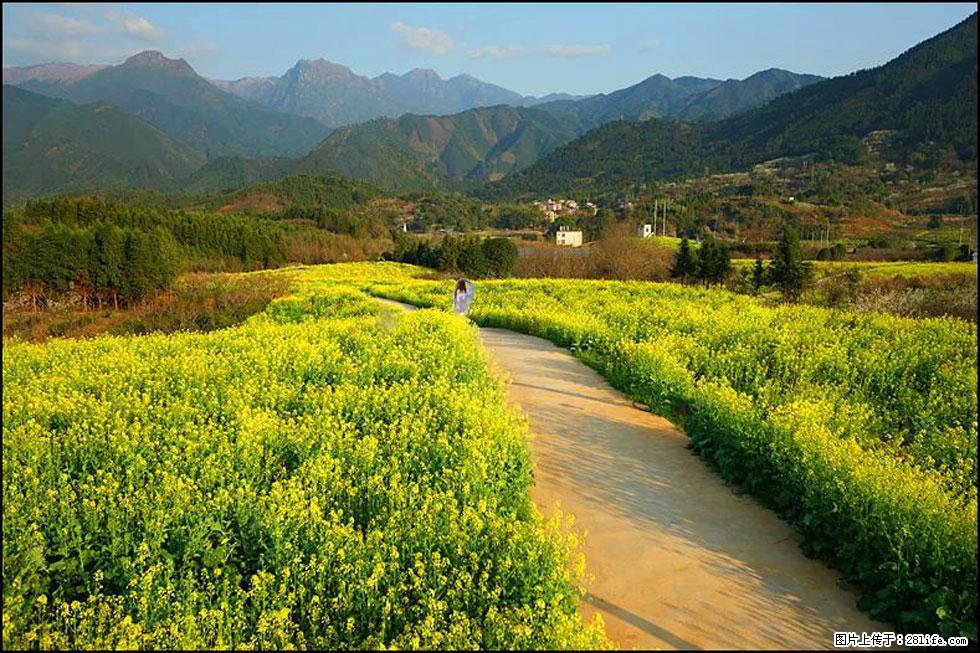 【春天,广西桂林灌阳县向您发出邀请!】长坪村油菜盛情花开 - 游山玩水 - 石河子生活社区 - 石河子28生活网 shz.28life.com