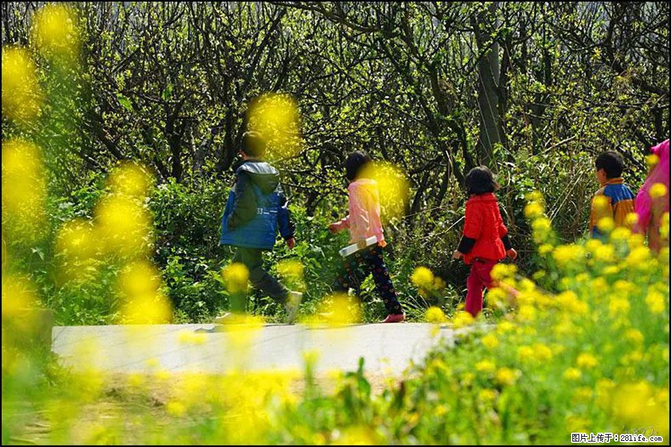 【春天,广西桂林灌阳县向您发出邀请!】长坪村油菜盛情花开 - 游山玩水 - 石河子生活社区 - 石河子28生活网 shz.28life.com