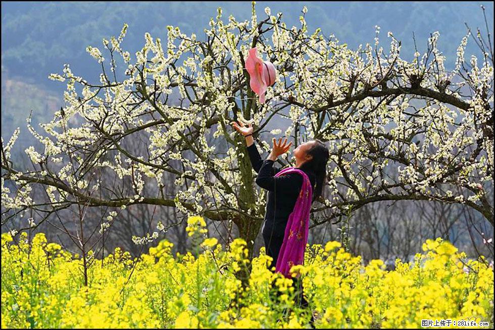 【春天,广西桂林灌阳县向您发出邀请!】长坪村油菜盛情花开 - 游山玩水 - 石河子生活社区 - 石河子28生活网 shz.28life.com