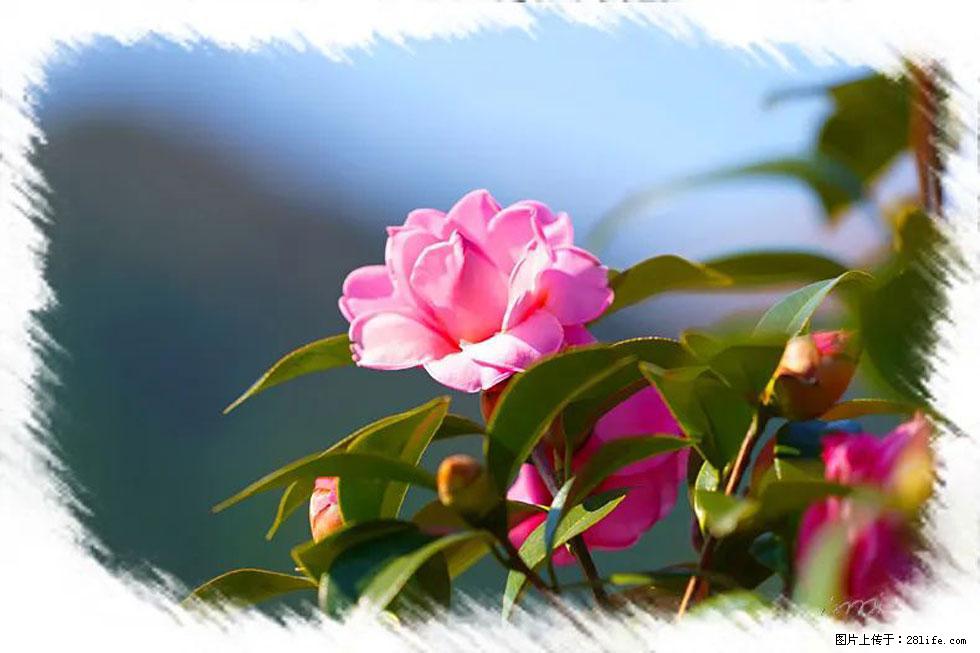 【春天,广西桂林灌阳县向您发出邀请!】杨柳井茶花惹人爱 - 游山玩水 - 石河子生活社区 - 石河子28生活网 shz.28life.com