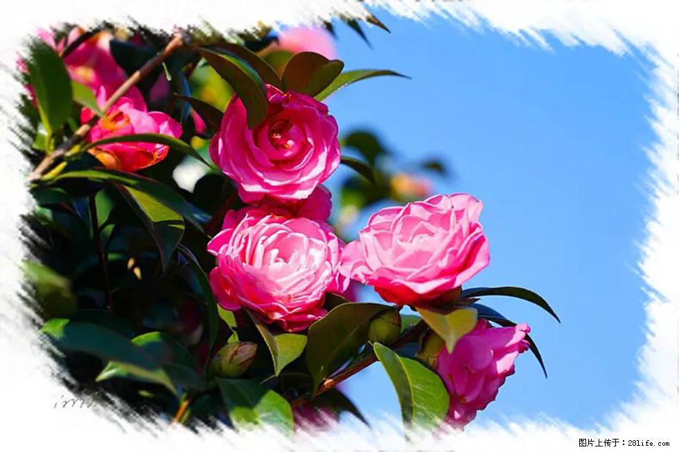 【春天,广西桂林灌阳县向您发出邀请!】杨柳井茶花惹人爱 - 游山玩水 - 石河子生活社区 - 石河子28生活网 shz.28life.com