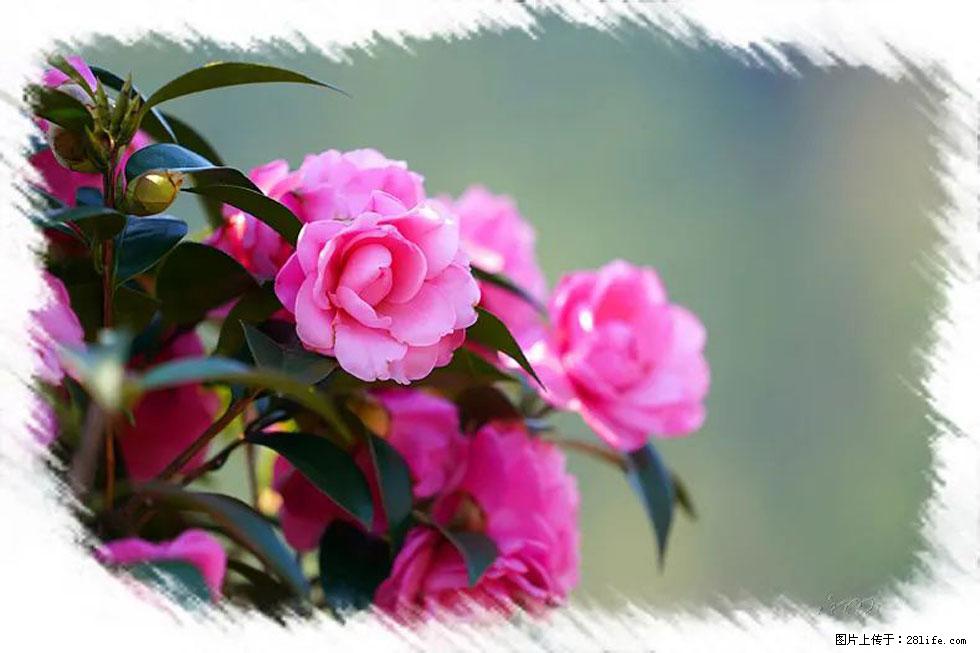 【春天,广西桂林灌阳县向您发出邀请!】杨柳井茶花惹人爱 - 游山玩水 - 石河子生活社区 - 石河子28生活网 shz.28life.com