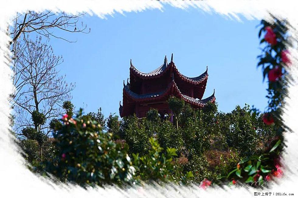 【春天,广西桂林灌阳县向您发出邀请!】杨柳井茶花惹人爱 - 游山玩水 - 石河子生活社区 - 石河子28生活网 shz.28life.com