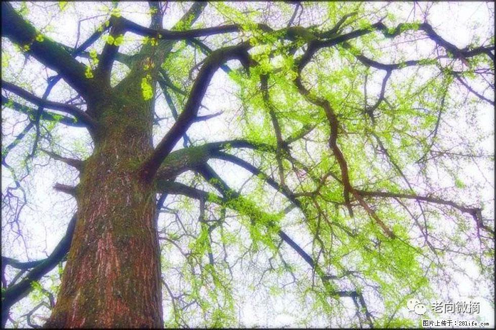 【春天，广西桂林灌阳县向您发出邀请！】在小龙村与春天约会 - 游山玩水 - 石河子生活社区 - 石河子28生活网 shz.28life.com