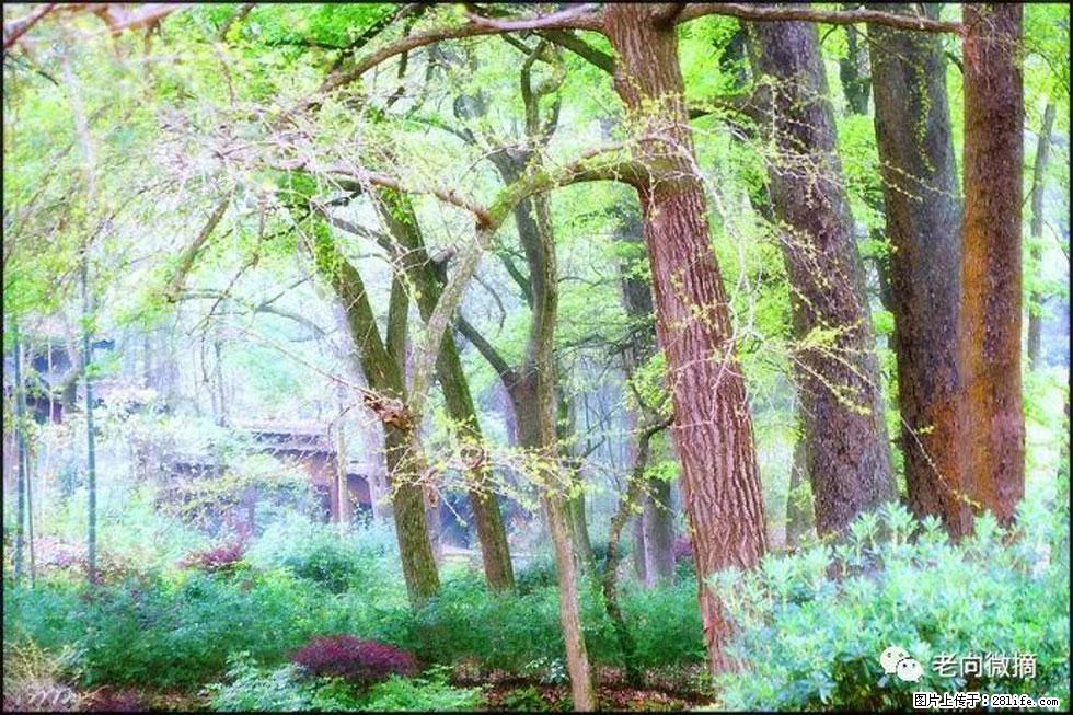 【春天，广西桂林灌阳县向您发出邀请！】在小龙村与春天约会 - 游山玩水 - 石河子生活社区 - 石河子28生活网 shz.28life.com