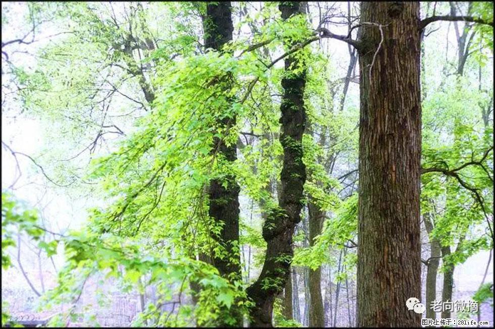 【春天，广西桂林灌阳县向您发出邀请！】在小龙村与春天约会 - 游山玩水 - 石河子生活社区 - 石河子28生活网 shz.28life.com