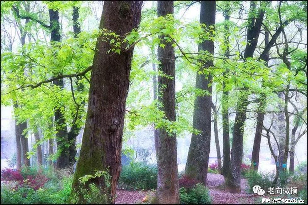 【春天，广西桂林灌阳县向您发出邀请！】在小龙村与春天约会 - 游山玩水 - 石河子生活社区 - 石河子28生活网 shz.28life.com