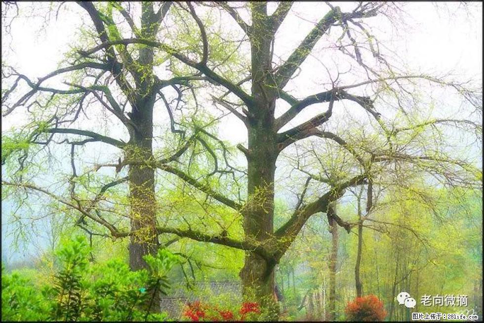 【春天，广西桂林灌阳县向您发出邀请！】在小龙村与春天约会 - 游山玩水 - 石河子生活社区 - 石河子28生活网 shz.28life.com