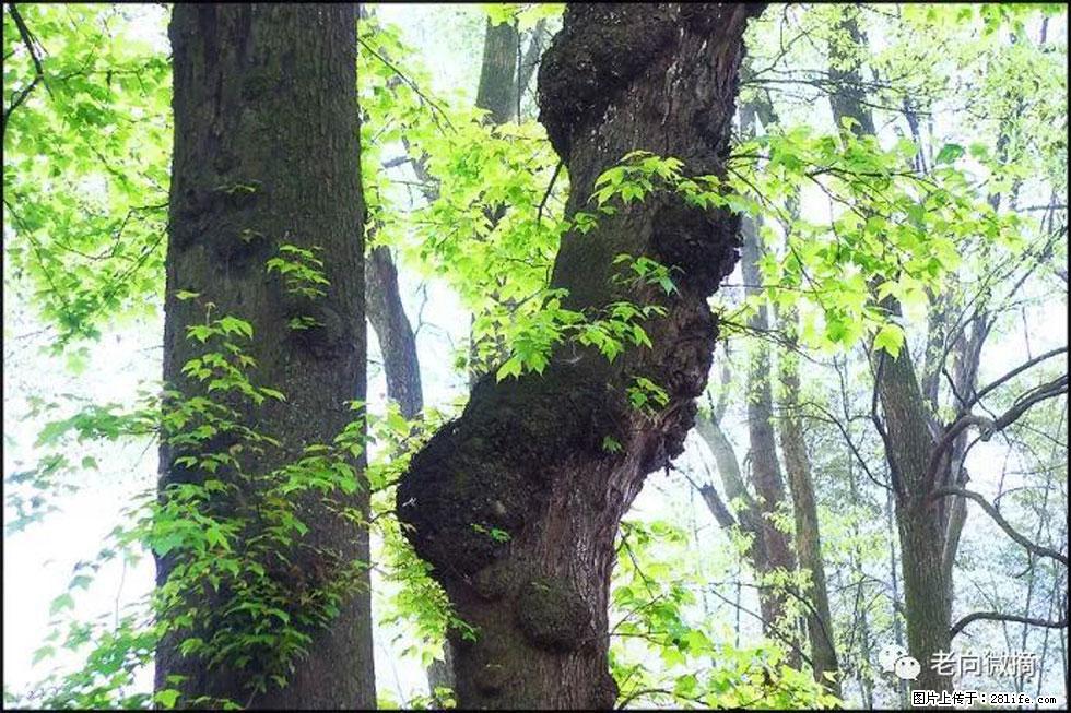 【春天，广西桂林灌阳县向您发出邀请！】在小龙村与春天约会 - 游山玩水 - 石河子生活社区 - 石河子28生活网 shz.28life.com