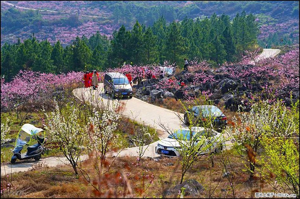 【春天，广西桂林灌阳县向您发出邀请！】望月岭上桃花开 - 游山玩水 - 石河子生活社区 - 石河子28生活网 shz.28life.com