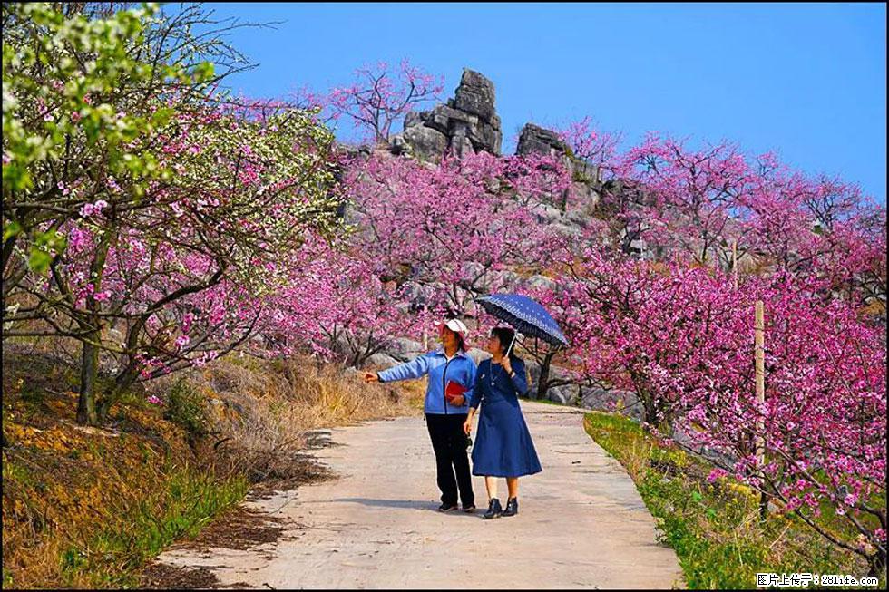 【春天，广西桂林灌阳县向您发出邀请！】望月岭上桃花开 - 游山玩水 - 石河子生活社区 - 石河子28生活网 shz.28life.com