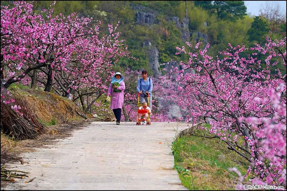 【春天，广西桂林灌阳县向您发出邀请！】望月岭上桃花开 - 游山玩水 - 石河子生活社区 - 石河子28生活网 shz.28life.com