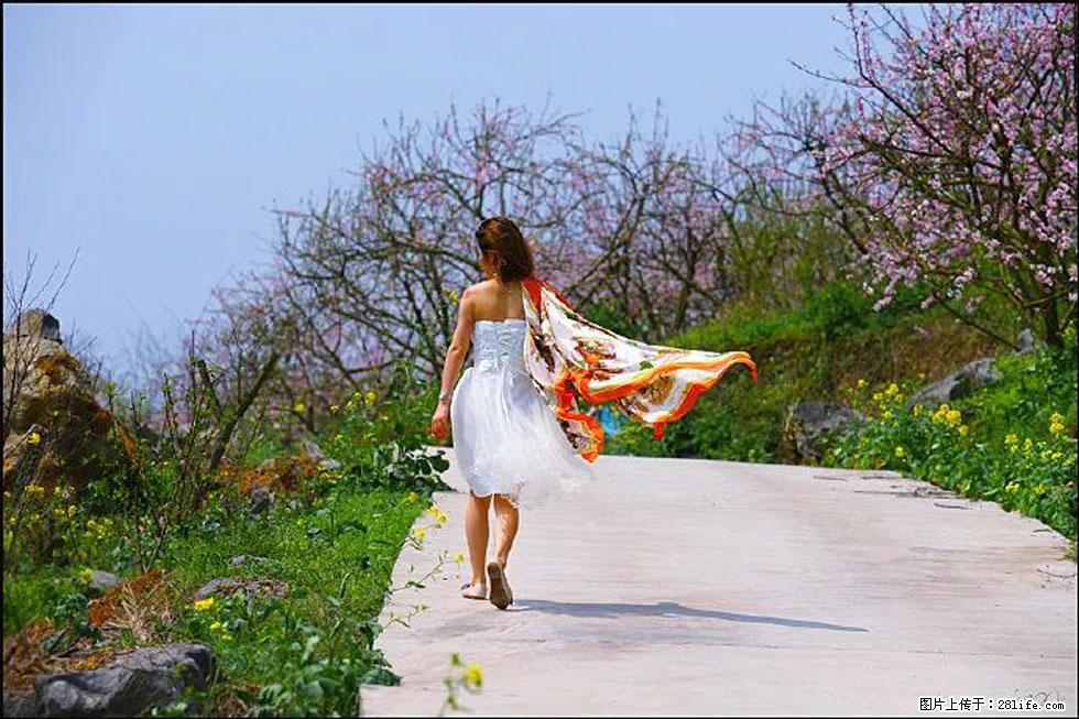 【春天，广西桂林灌阳县向您发出邀请！】望月岭上桃花开 - 游山玩水 - 石河子生活社区 - 石河子28生活网 shz.28life.com