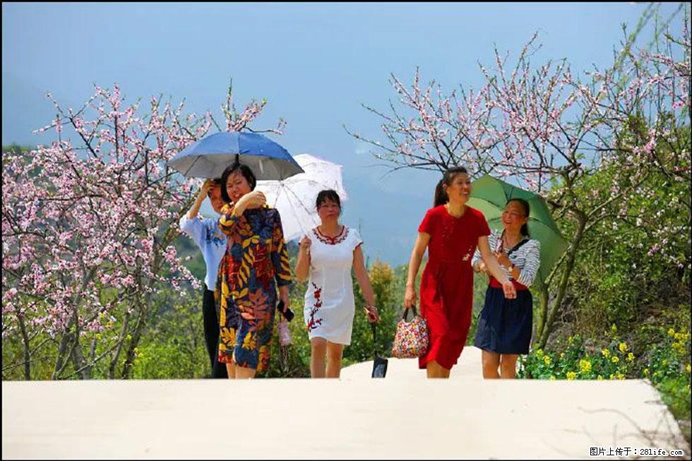 【春天，广西桂林灌阳县向您发出邀请！】望月岭上桃花开 - 游山玩水 - 石河子生活社区 - 石河子28生活网 shz.28life.com
