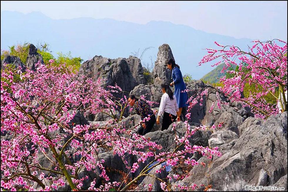 【春天，广西桂林灌阳县向您发出邀请！】望月岭上桃花开 - 游山玩水 - 石河子生活社区 - 石河子28生活网 shz.28life.com