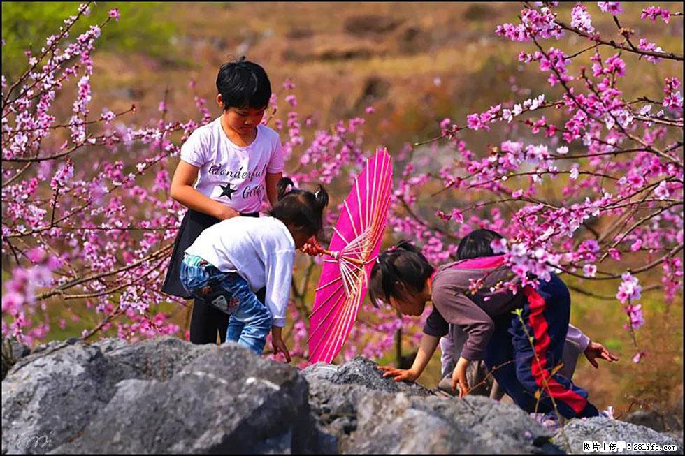 【春天，广西桂林灌阳县向您发出邀请！】望月岭上桃花开 - 游山玩水 - 石河子生活社区 - 石河子28生活网 shz.28life.com