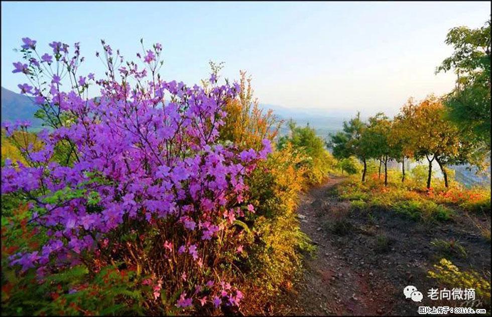 【春天，广西桂林灌阳县向您发出邀请！】登麒麟山，相约映山红 - 游山玩水 - 石河子生活社区 - 石河子28生活网 shz.28life.com