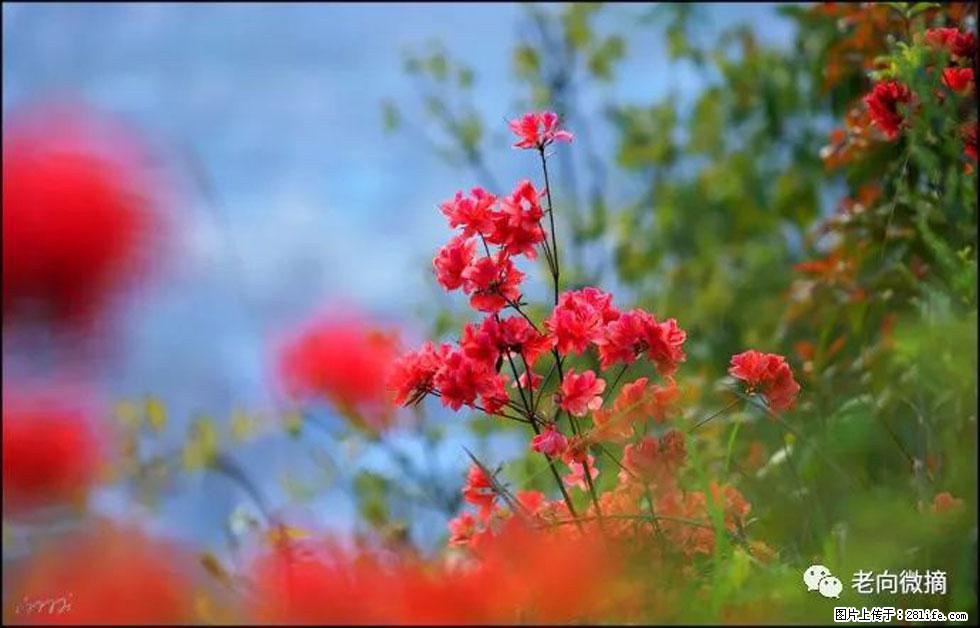 【春天，广西桂林灌阳县向您发出邀请！】登麒麟山，相约映山红 - 游山玩水 - 石河子生活社区 - 石河子28生活网 shz.28life.com