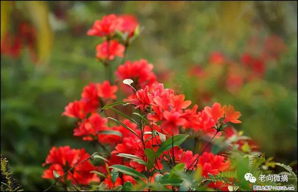 【春天，广西桂林灌阳县向您发出邀请！】登麒麟山，相约映山红 - 游山玩水 - 石河子生活社区 - 石河子28生活网 shz.28life.com